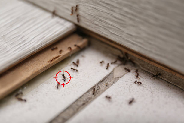Best Commercial Pest Control Services  in Schertz, TX
