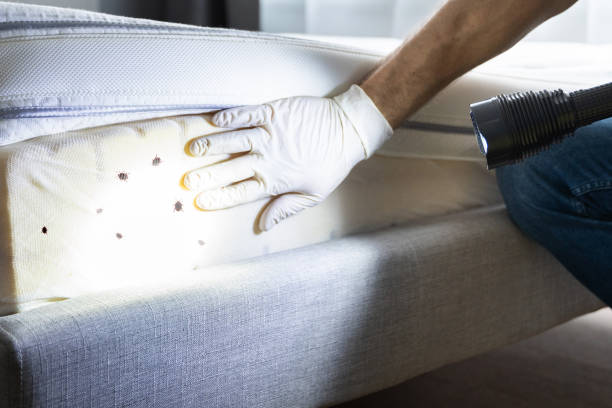 Best Pest Inspection Near Me  in Schertz, TX