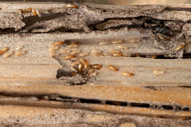 Pest Prevention Services in Schertz, TX