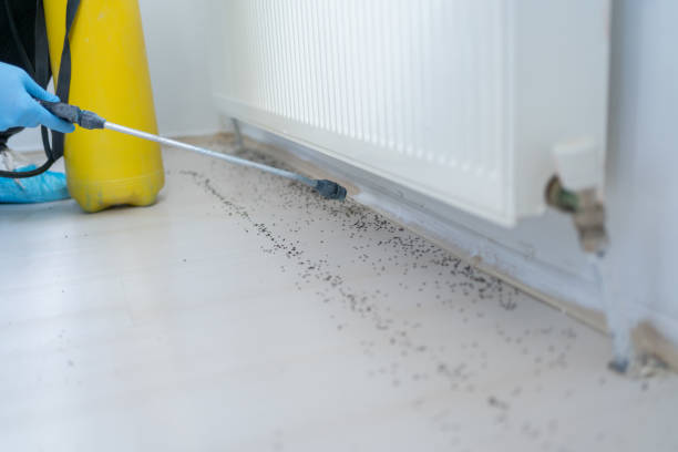 Best Local Pest Control Services  in Schertz, TX